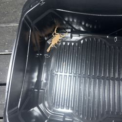 Brown Striped Tail Baby Scorpion 