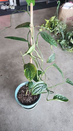 Philodendron Plant