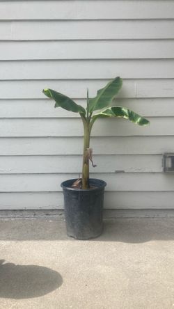 Thai banana tree