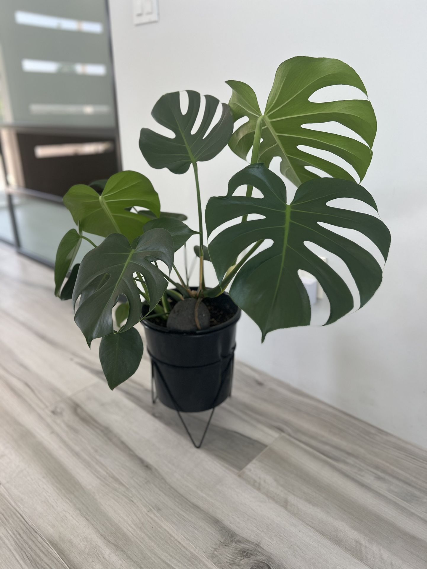 36 Inches Monstera Plant