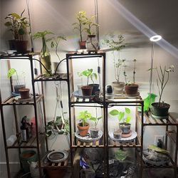 Indoor plants