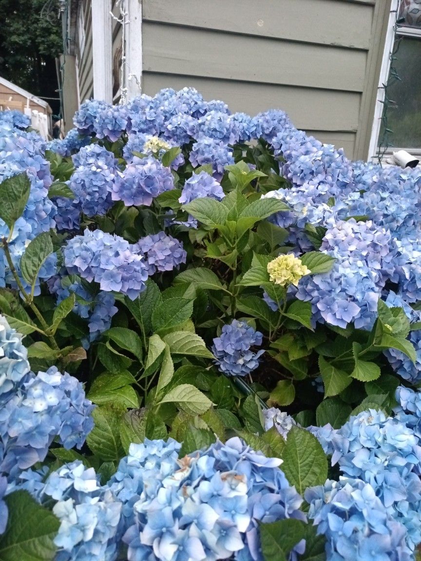 Hydrangea Flowers