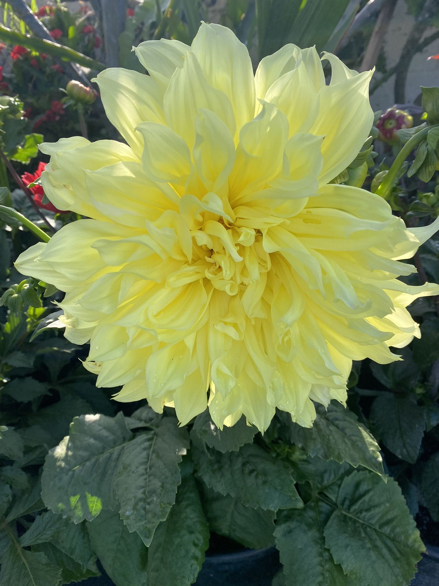 Dahlia Big Flowers  Plant, Is Outdoor Plant In 5 Gallons Pot Pick Up Only
