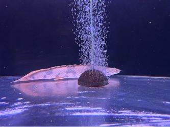 Bichir decor