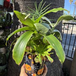 Cute Plants In A Pot 