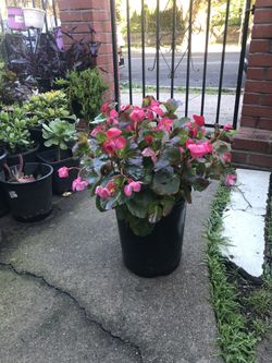 Waxing Begonia