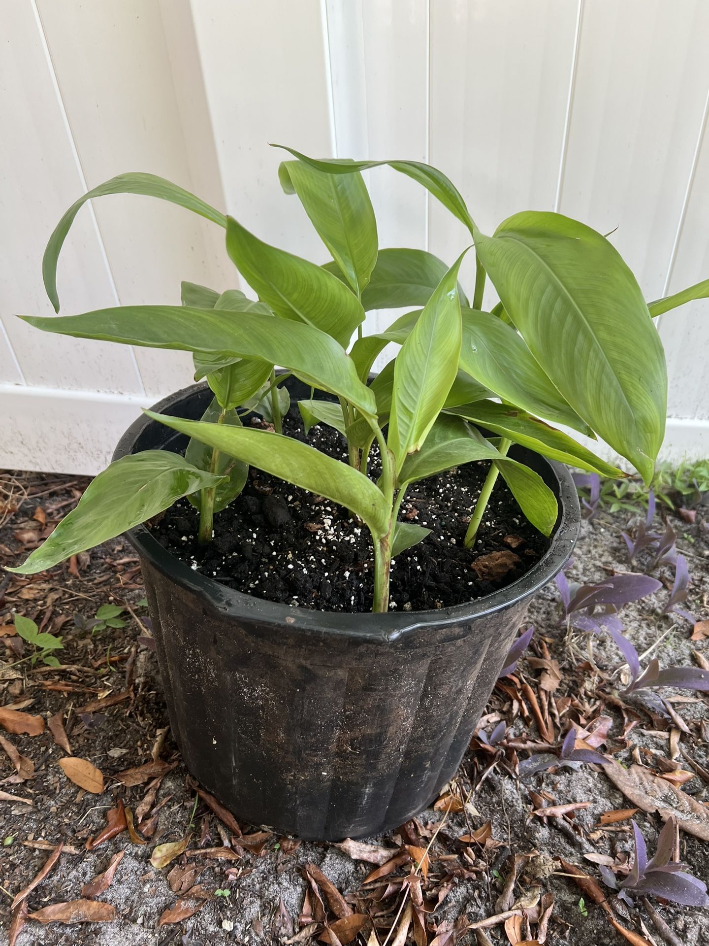 🌿 Orange Canna Lily – Lush & Thriving! (3-Gallon Pot)