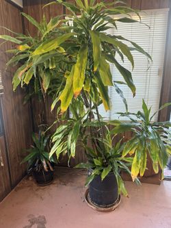 Pots and plants with pizazz! Bromeliads, hanging, succulents, palms.