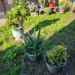 Plant Sale  Going On All Weekend Starting Today Till 6pm !!!