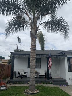 Free Palm Tree