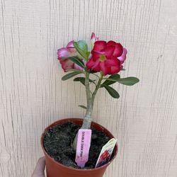 6” Bonsái Desert Rose