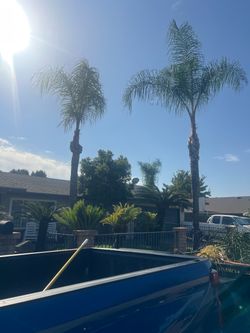 PALM TREES 🌴