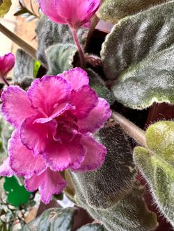 African Violet starter-Hunters Spontaneous Combustion