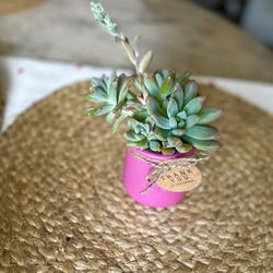 Teacher Gifts / Valentines Gifts / Succulents 