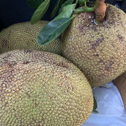 Jackfruit 