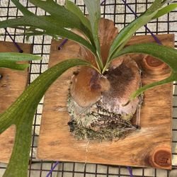 Plantas Exotic