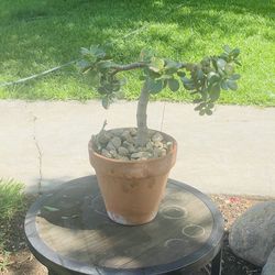 Plants