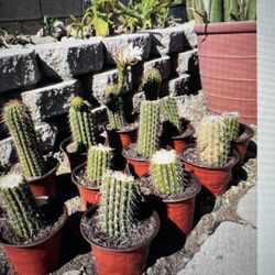 Golden Torch Cactus In 6” Pot