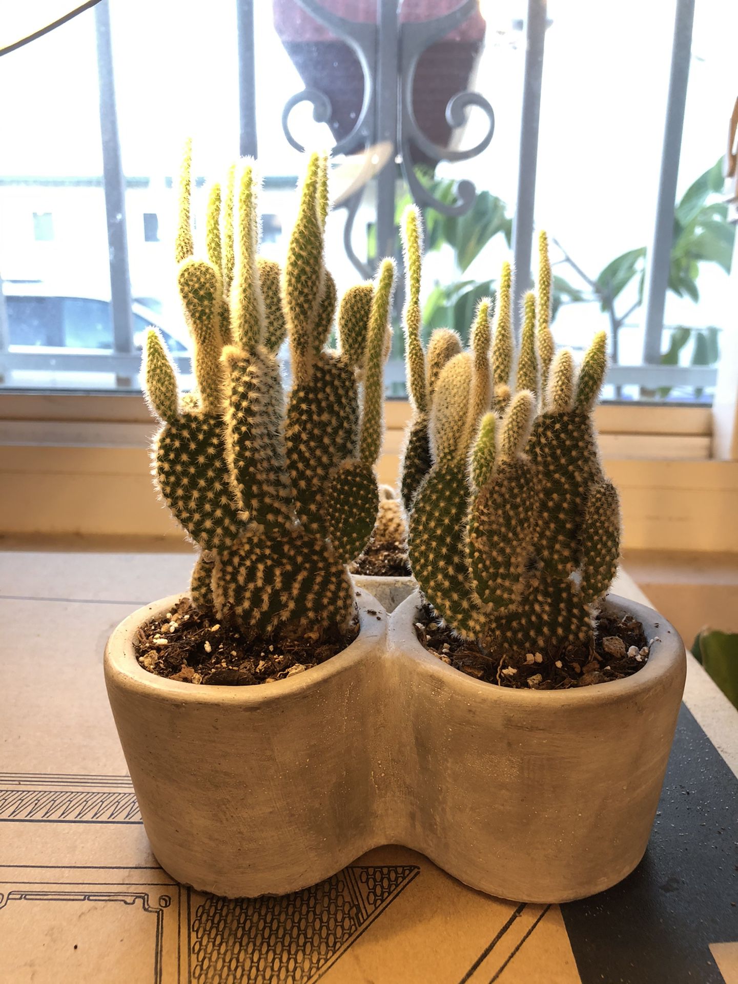 Beautiful Cactus Plants