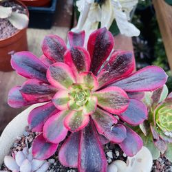 Medusa Aeonium Imported
