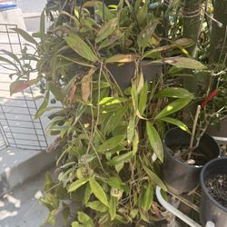 Hoya Plants