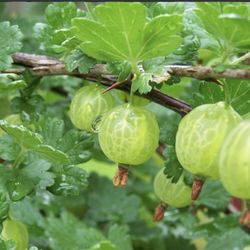 Gooseberry Tree