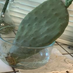 Spineless Prickly Pear Starter Leaf