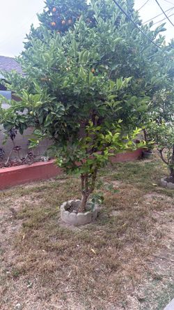 Sweet lime tree