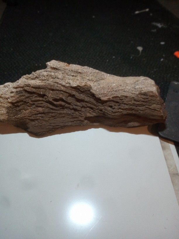 Petrified Wood 4 million Years Old
