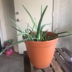 Aloe Vera Plant 