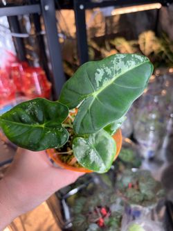 Alocasia Frydek Variegated