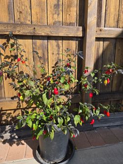 Purple Ghost Peppers