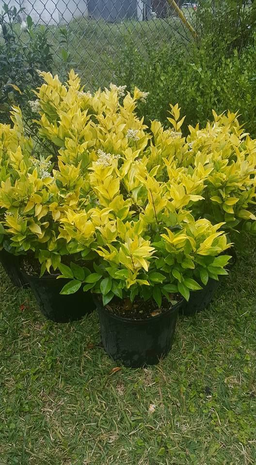 Howardi Ligustrum
