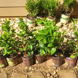 1.5gal Persian Lime Trees $10 EACH