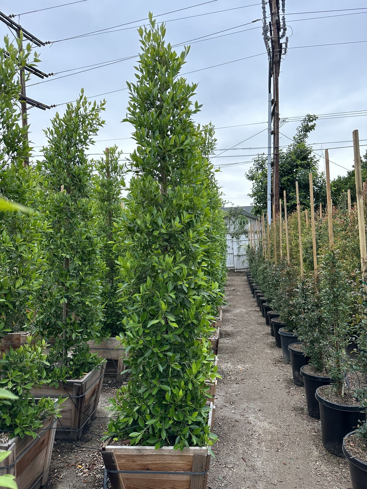 Ficus Nitida Indian Laurel Privacy Hedge