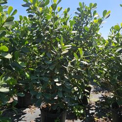 huge clusias Over 6 feet tall Instant Privacy Hedge For Fence Green Full 