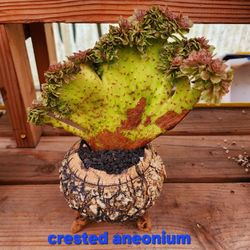 SUPER COOL ANEONIUMS IN HAND MADE POTS. VARIOUS PRICES..HIGH END
