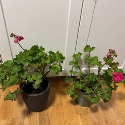 2 pink pelargonium plants in ceramic pots, $15 each