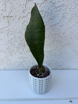 Sansevieria Whale Fin