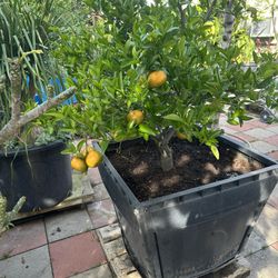 Tangerine Plant For Sale