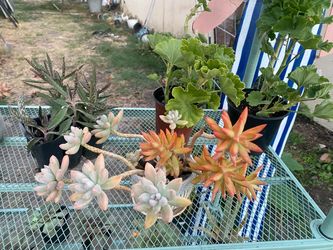 plants!!!!