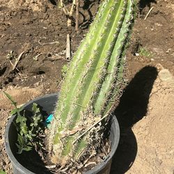 Cactus plant $55 each