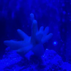 Finger Leather Coral