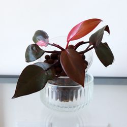 Philodendron Persimmon Princess