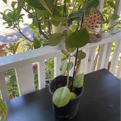 Gardon Plant Color Purple