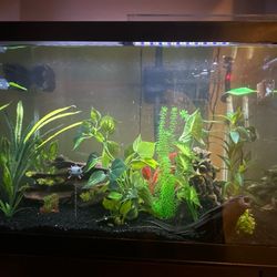 fish tank 