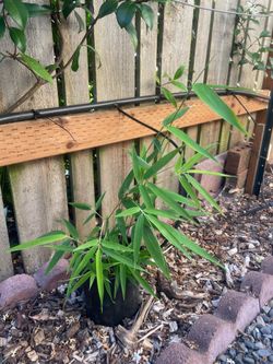 1 Gal. Clump bamboo