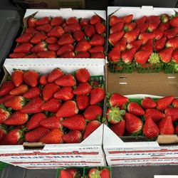 Strawberries For Sale