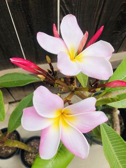 Plumeria