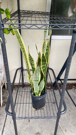 Variegated Snake Plant in Nursery Pot
